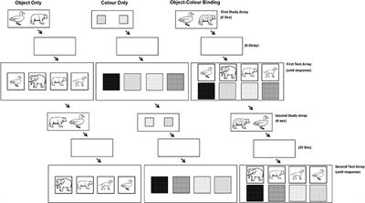 Feature Binding of Common Everyday Items Is Not Affected by Age